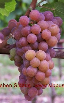 [Translate to English:] Gewürztraminer Traube