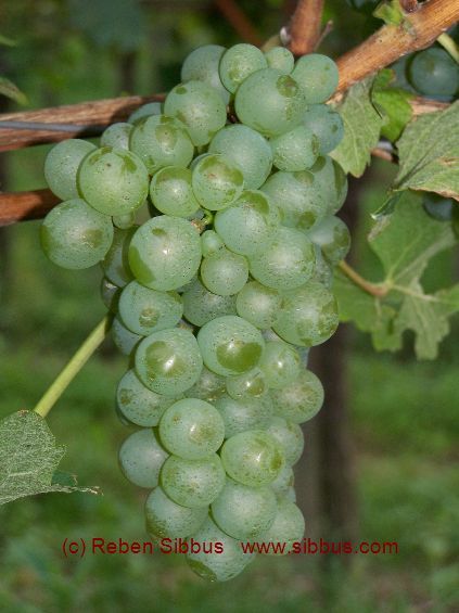 [Translate to English:] Sauvignon blanc Traube