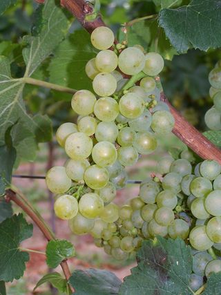 Chardonnay Klon 548 Chardonnay Klon 548