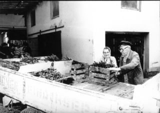 Die einschulfertigen Reben werden auf einen Wagen verladen