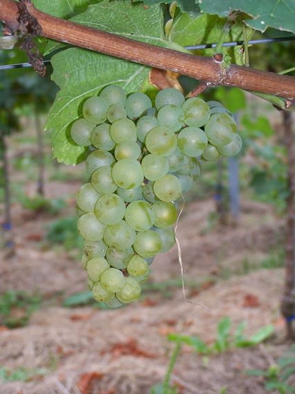 Chardonnay clone 548