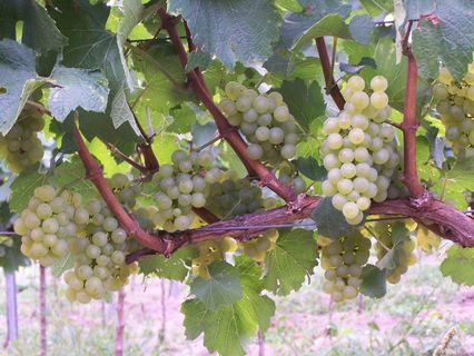 Chardonnay clone 548