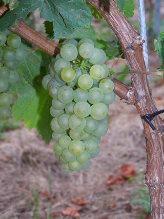 Chardonnay Klon 548 Chardonnay Klon 548