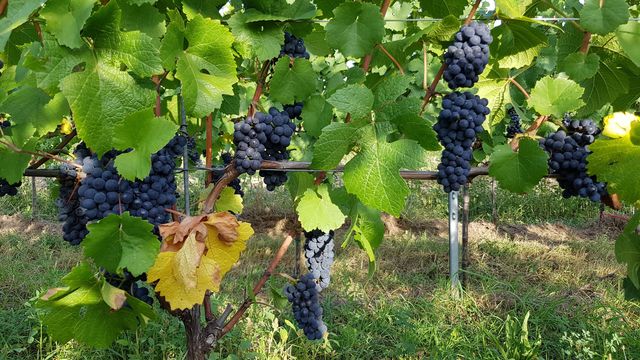 Pinot noir Fein Strock