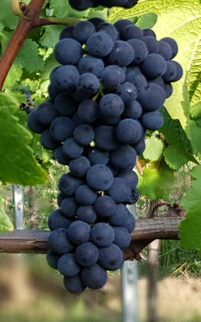 Pinot noir Fein Traube