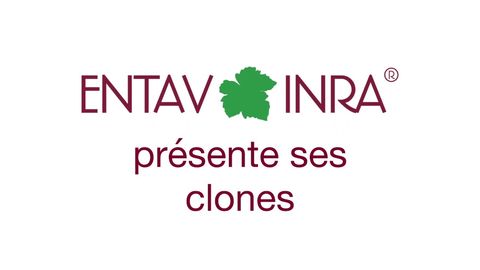 Presentation of the french Chardonnay clone 548